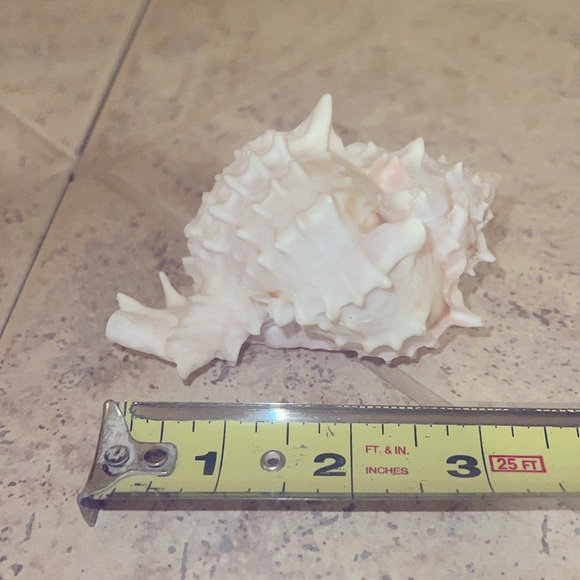 Conch Shell - Picture 2 of 3
